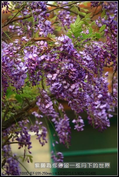 2014年紫藤花(3)_20