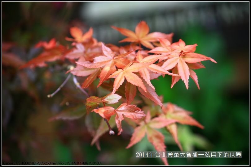 2014年台北奧萬大賞楓_20