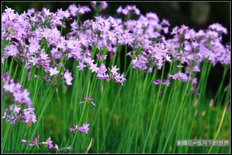 紫嬌花_16