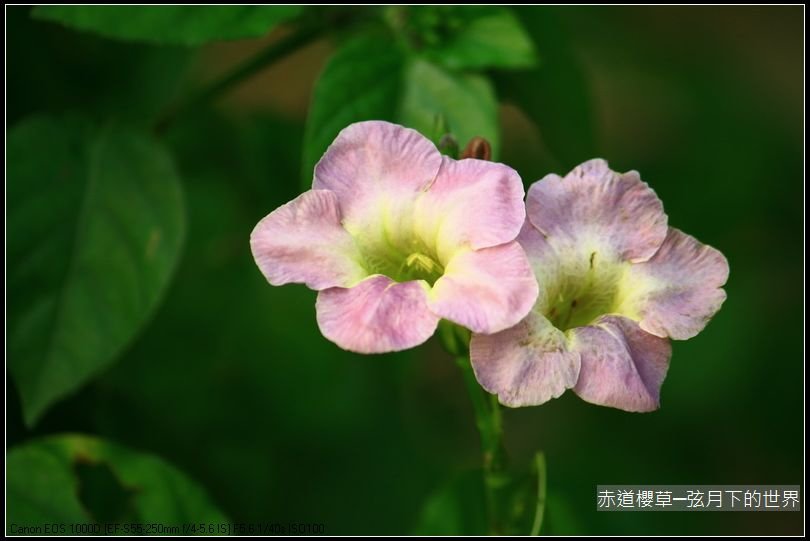 赤道櫻草_08