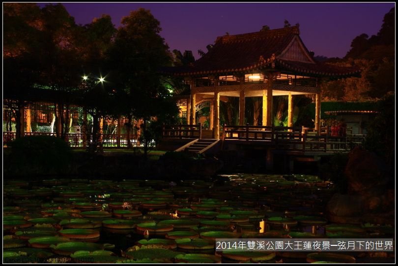 2014年雙溪公園大王蓮~夜景_07