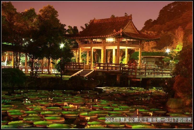 2014年雙溪公園大王蓮~夜景_10