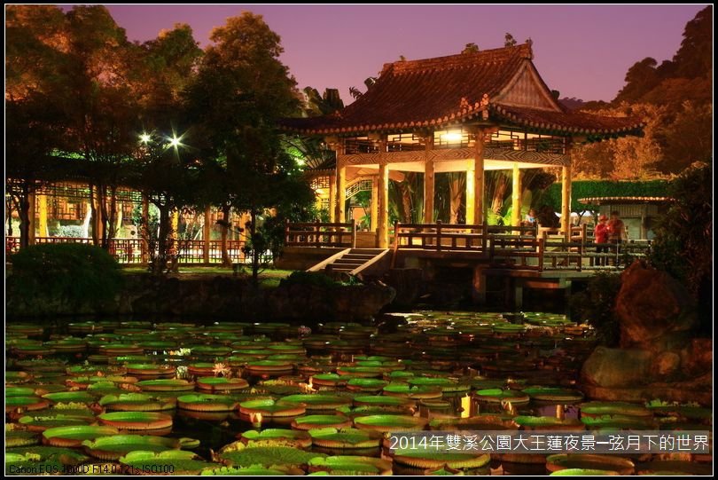 2014年雙溪公園大王蓮~夜景_09