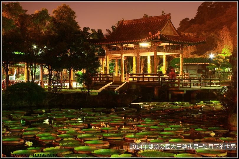 2014年雙溪公園大王蓮~夜景_12