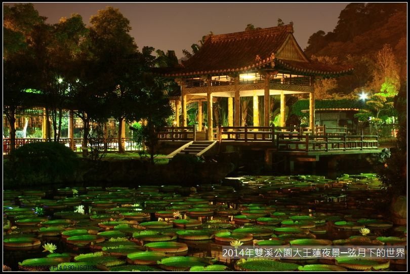 2014年雙溪公園大王蓮~夜景_13