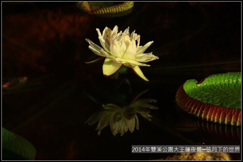 2014年雙溪公園大王蓮~夜景_14