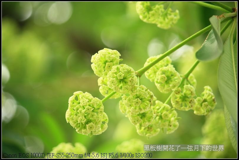 黑板樹開花_15