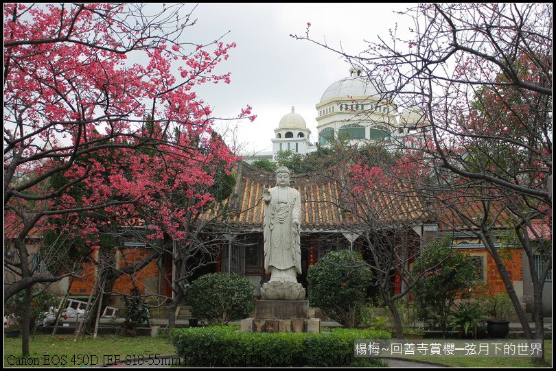楊梅~回善寺賞櫻(1)櫻花與佛祖_45
