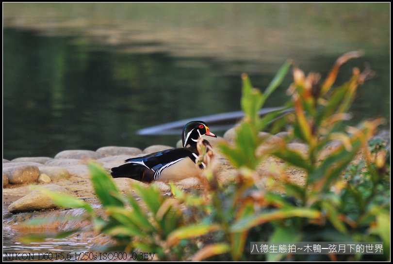 八德生態公園拍~木鴨_05