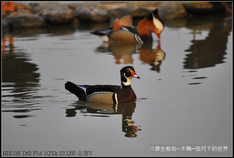 八德生態公園拍~木鴨_09