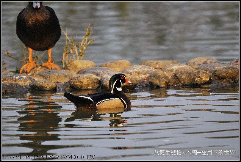 八德生態公園拍~木鴨_12