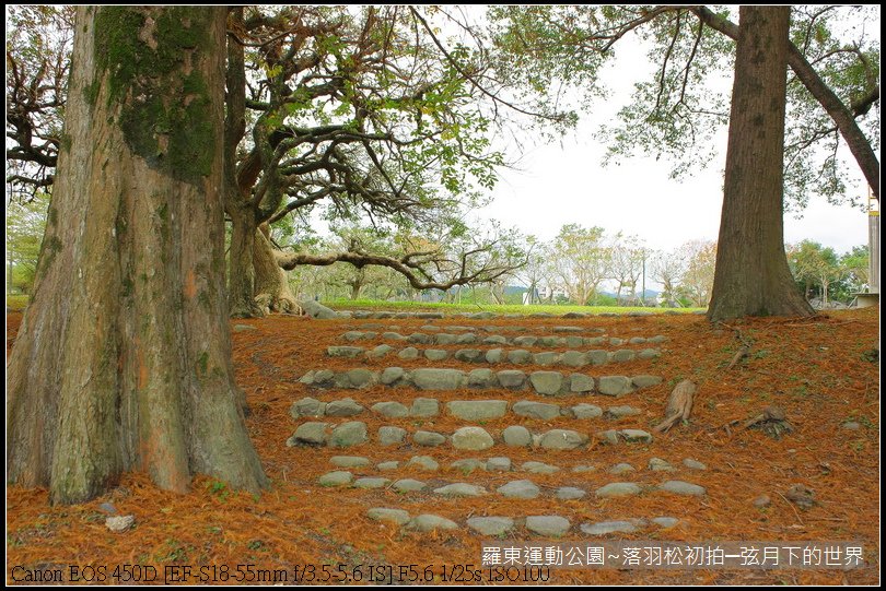 2015年羅東運動公園~落羽松_01