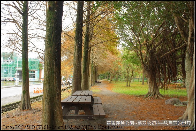 2015年羅東運動公園~落羽松_06