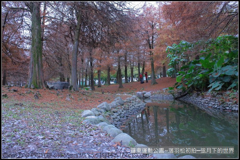 2015年羅東運動公園~落羽松_08