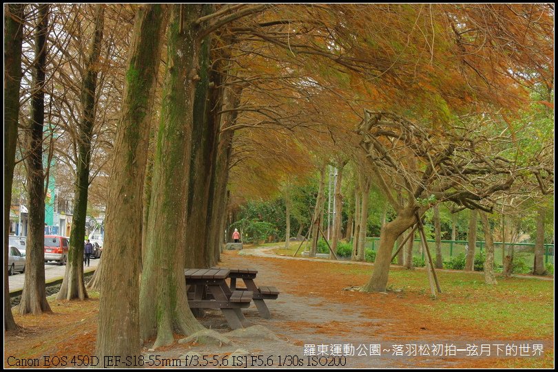 2015年羅東運動公園~落羽松_07