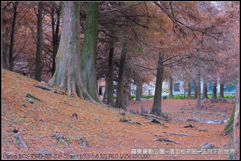 2015年羅東運動公園~落羽松_10