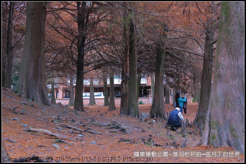 2015年羅東運動公園~落羽松_12