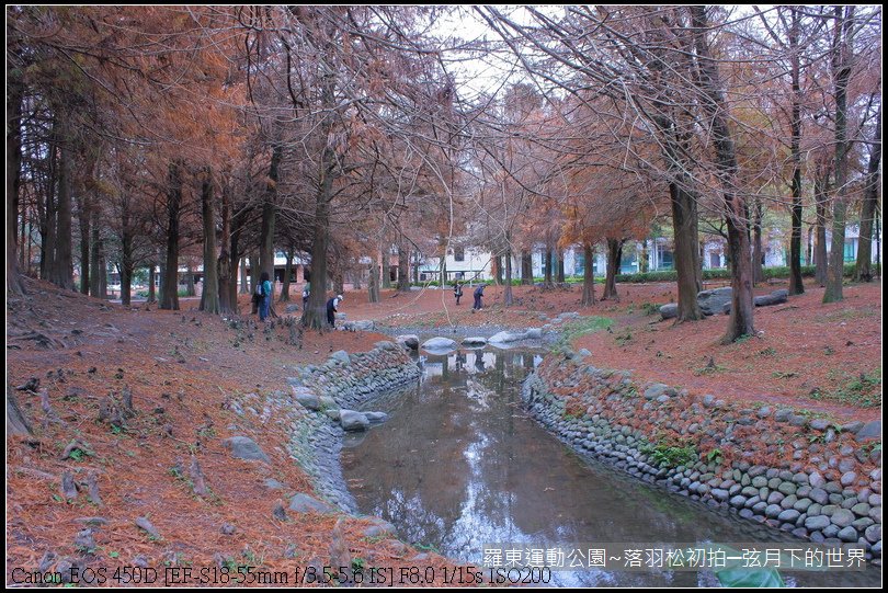 2015年羅東運動公園~落羽松_13