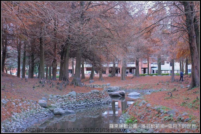 2015年羅東運動公園~落羽松_15