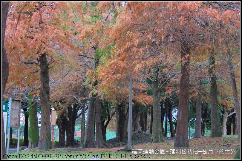 2015年羅東運動公園~落羽松_17