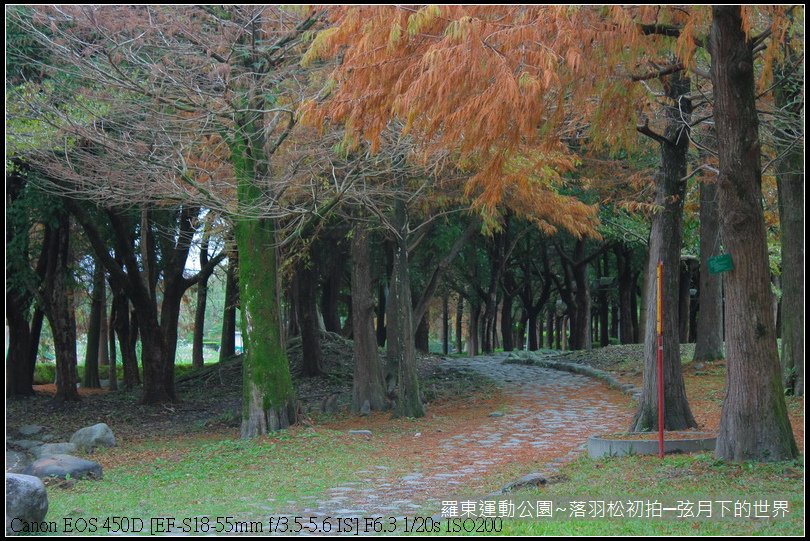 2015年羅東運動公園~落羽松_19