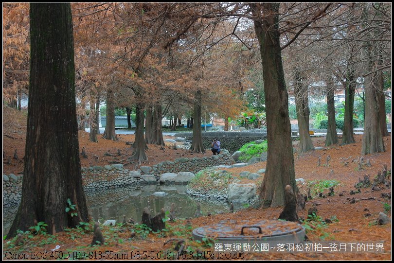 2015年羅東運動公園~落羽松_21