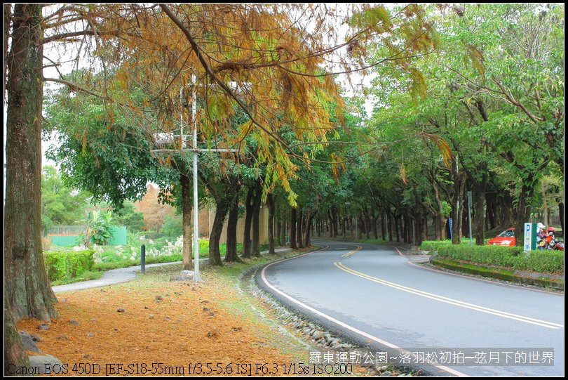 2015年羅東運動公園~落羽松_24