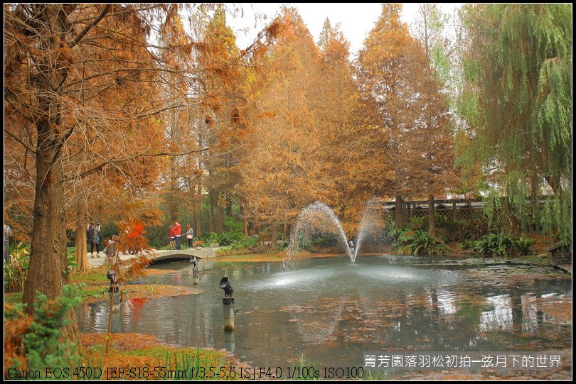 2015年菁芳園落羽松初拍_32.JPG