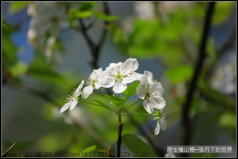 山楂開花_01.JPG