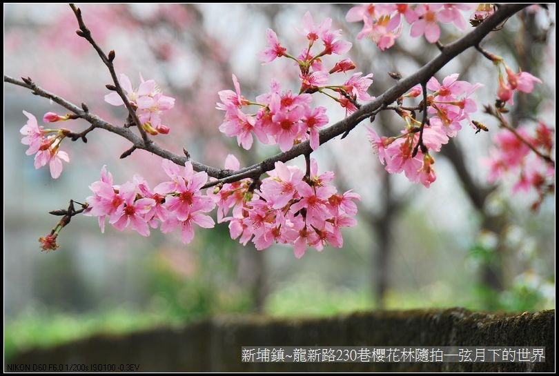 新埔鎮~龍新路230巷櫻花林隨拍_01