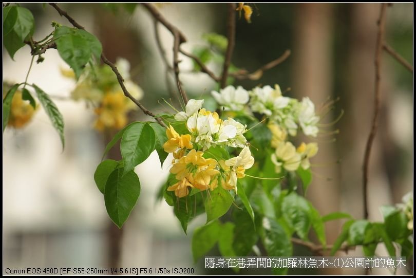 隱身在巷弄間的加羅林魚木~(1)公園前的魚木_07