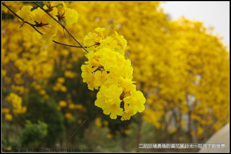2015二拍巨埔農場黃花風鈴木_18.jpg