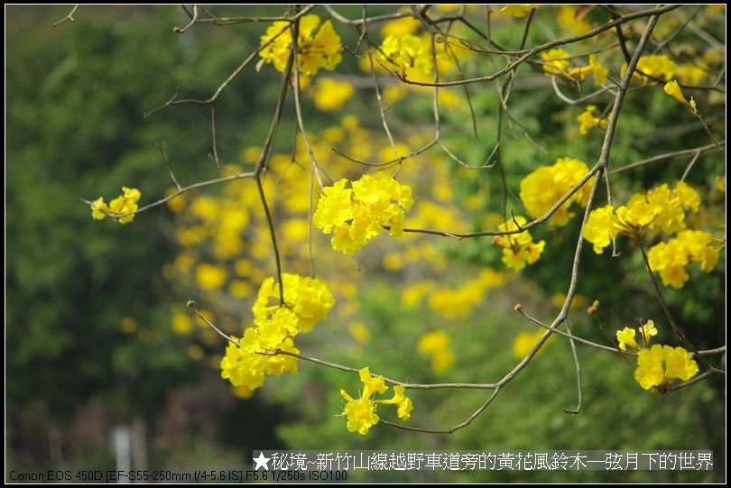 秘境-新竹山線越野車道旁的黃花風鈴木_24.jpg