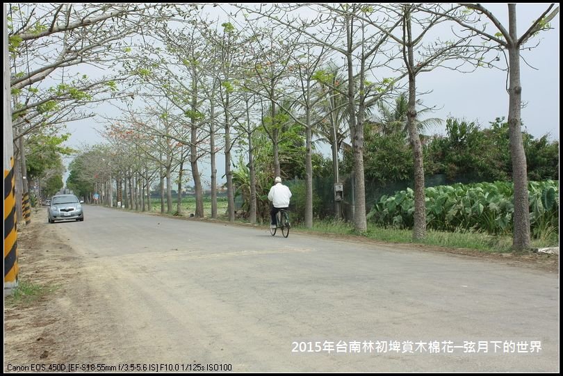 台南林初埤賞木棉花_08