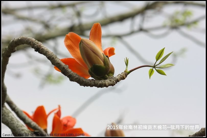 台南林初埤賞木棉花_14