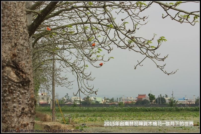 台南林初埤賞木棉花_15