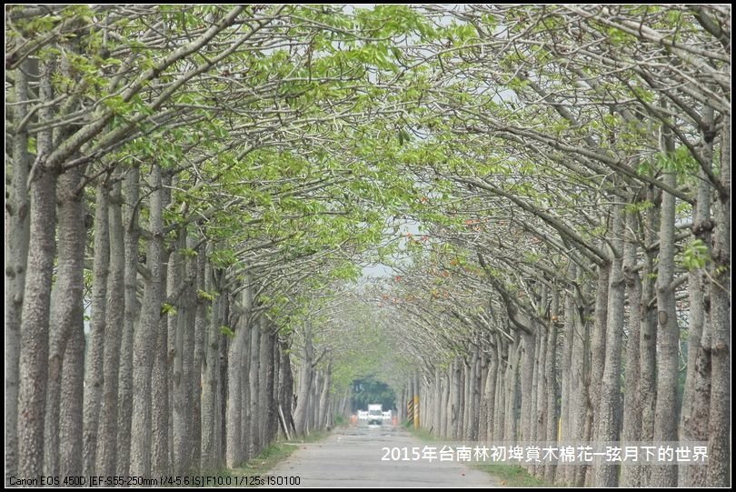 台南林初埤賞木棉花_23