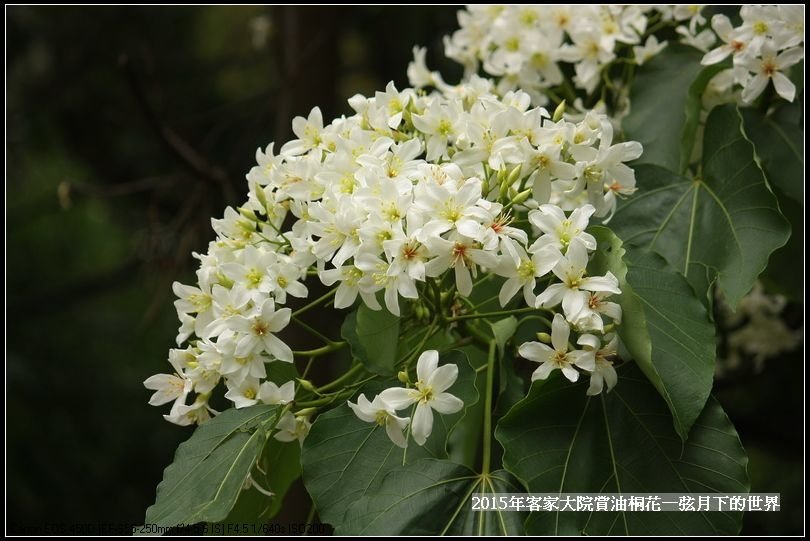 客家大院賞桐花   (23)