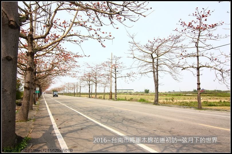 2016台南將軍區木棉花_28.jpg
