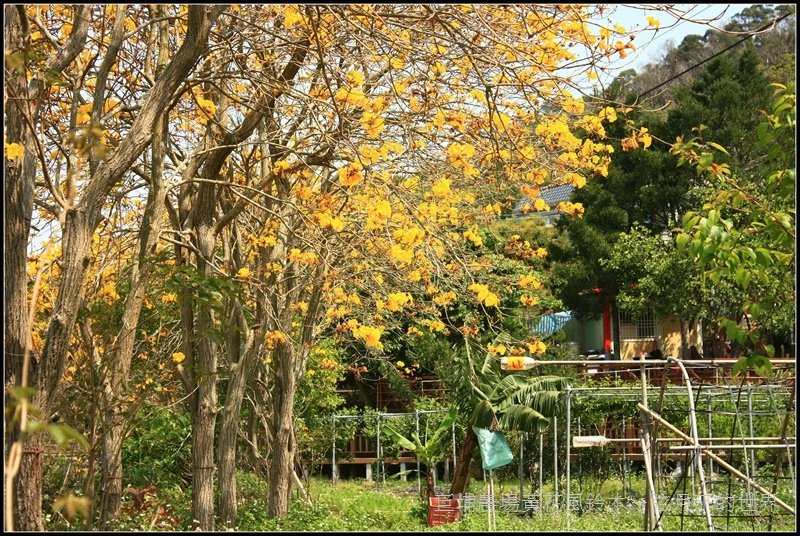 2017年巨埔黃花風鈴木  (5)