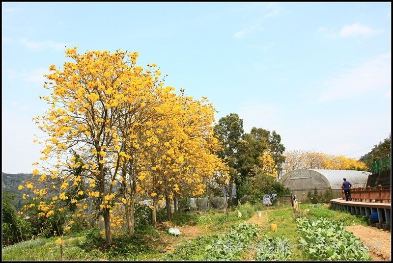 2017年巨埔黃花風鈴木  (44)