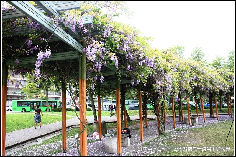 2017年中壢區-元生公園紫藤花 (2).jpg