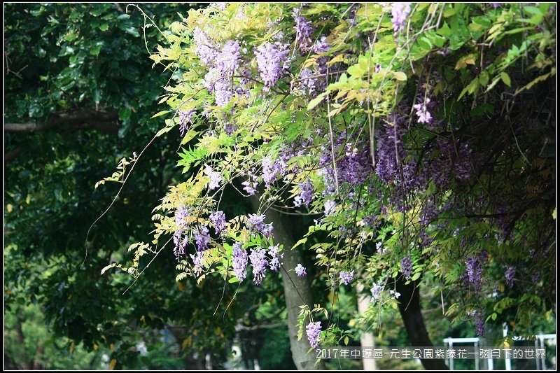 2017年中壢區-元生公園紫藤花 (22).jpg