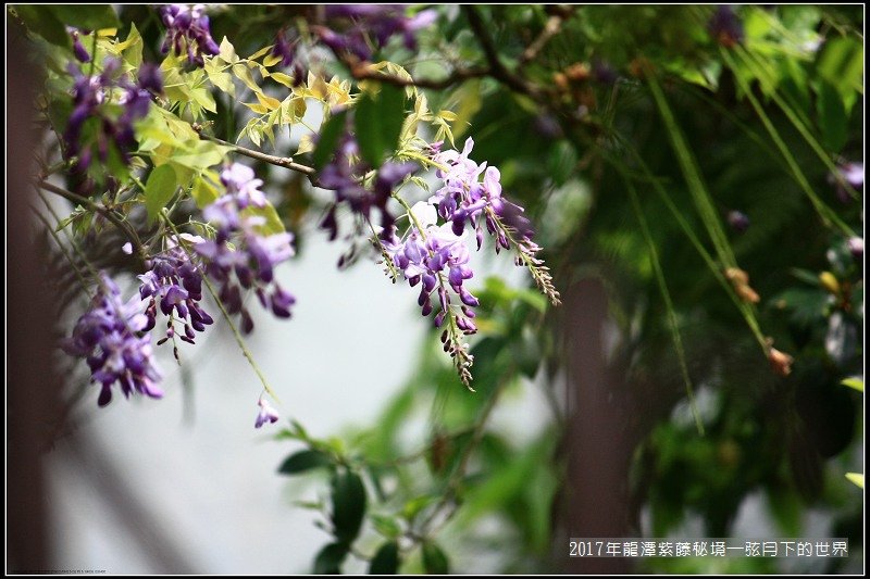 2017年龍潭紫藤花秘境 (17).jpg