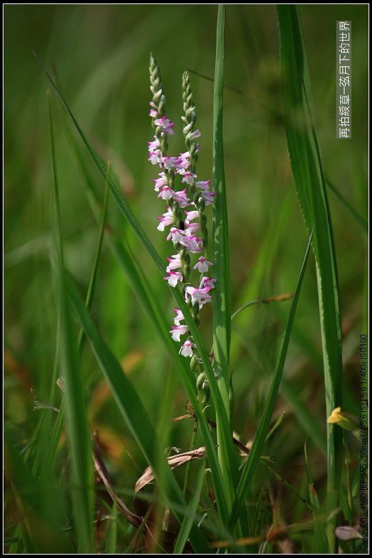 再拍綬草 (12).jpg