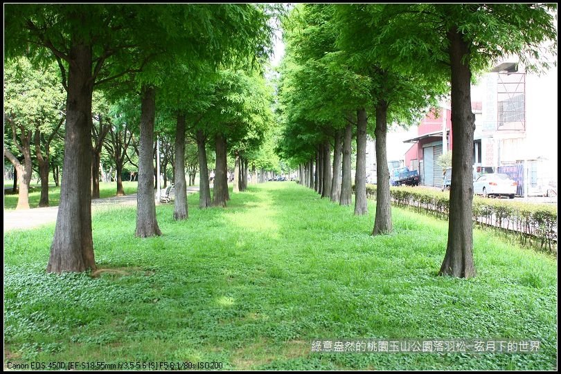 綠意盎然的玉山公園落羽松 (1)