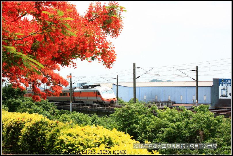 2018年造橋鳳凰花與火車 (7).jpg
