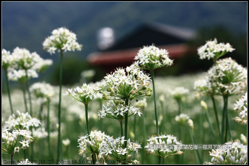 2017年9月6日大溪賞韭菜花海 (7)