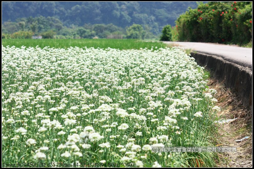 2017年9月6日大溪賞韭菜花海 (11)