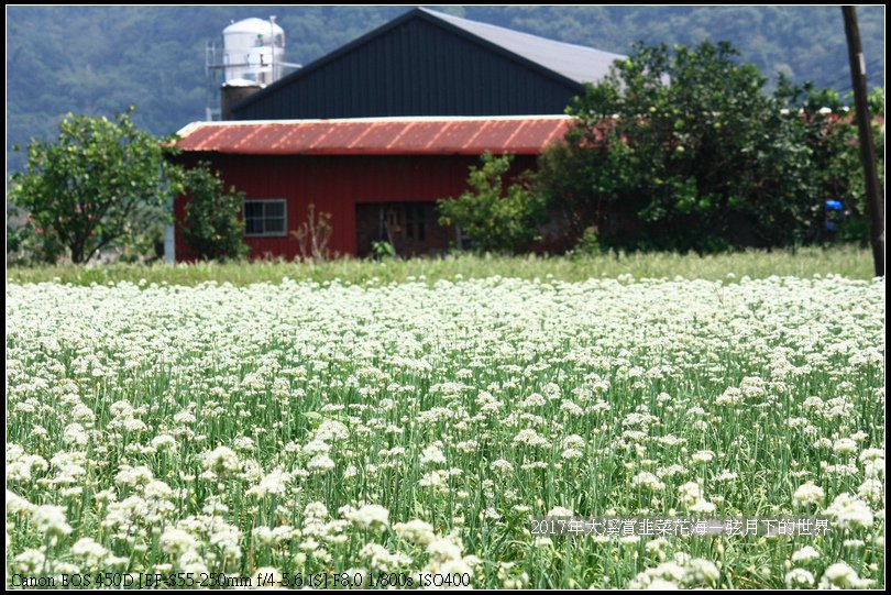 2017年9月6日大溪賞韭菜花海 (12)